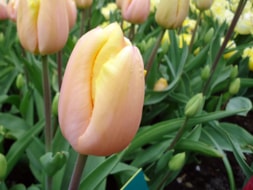 Keukenhof (27)